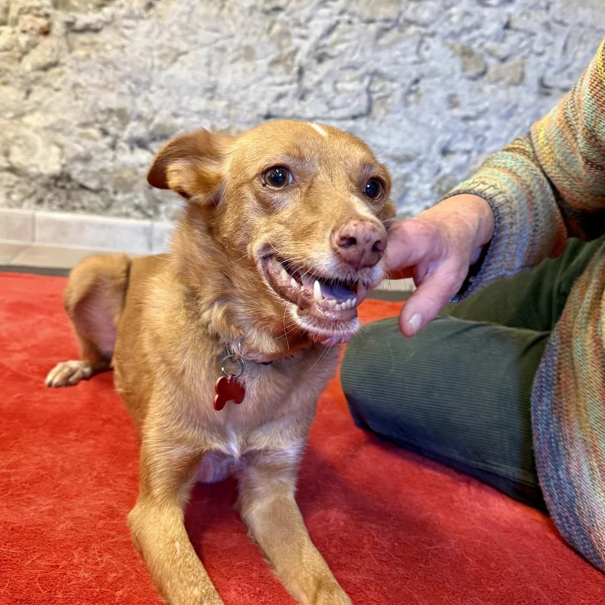 Jara, female Mixed Breed for adoption at Home4dogs