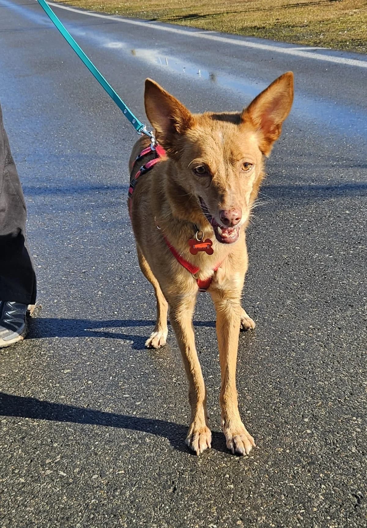 Jara, female Mixed Breed for adoption at home4dogs, Home4dogs photo 2