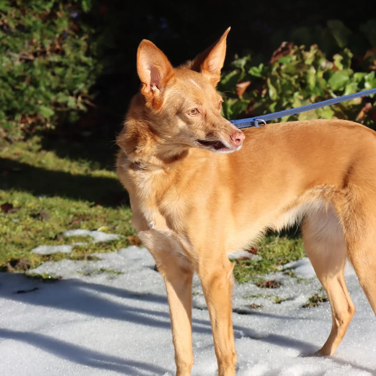 Jara, female Mixed Breed for adoption at home4dogs, Home4dogs photo 3