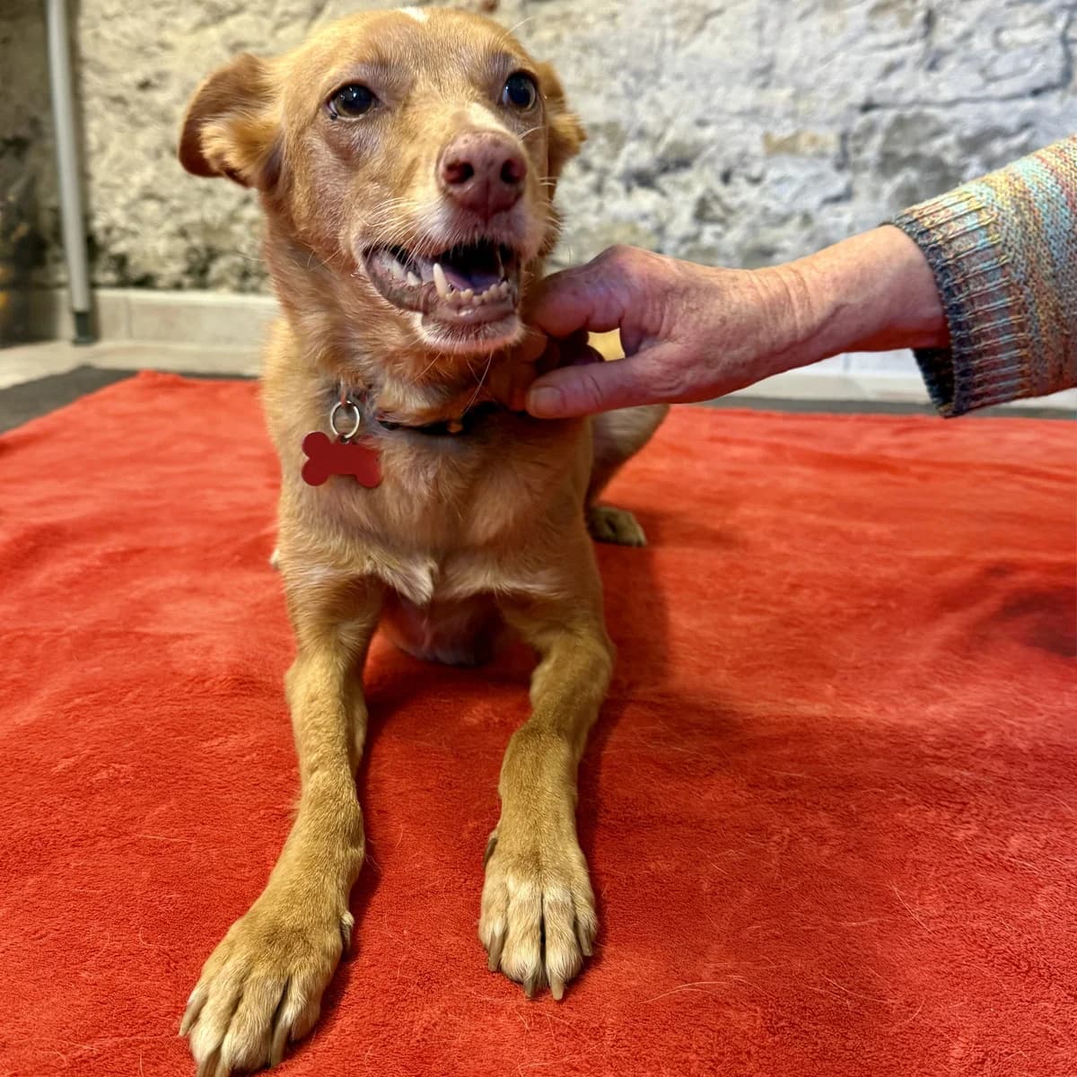 Jara, female Mixed Breed for adoption at home4dogs, Home4dogs photo 4