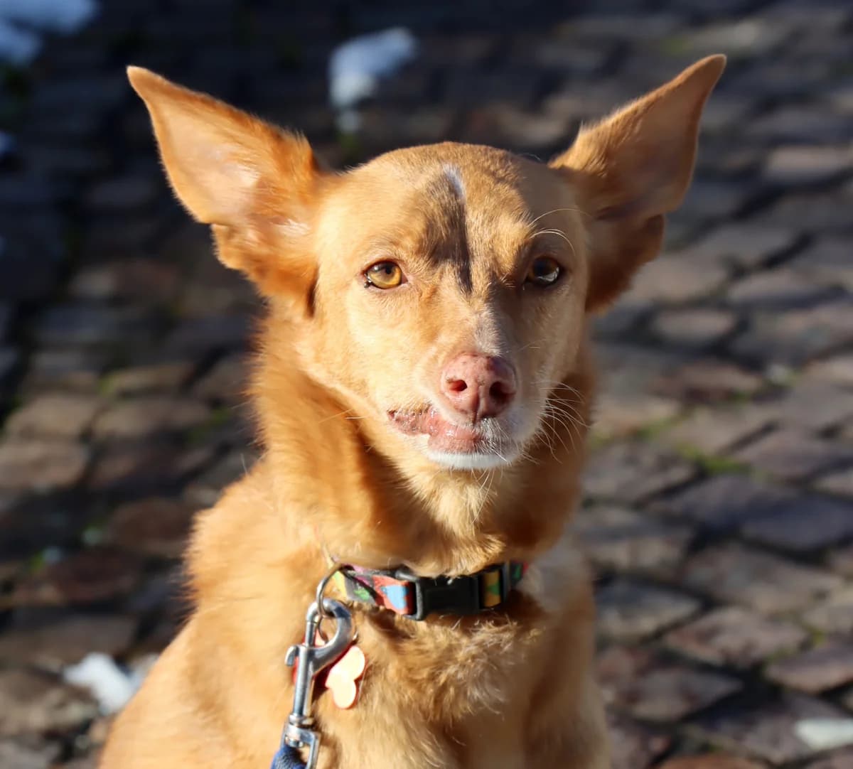 Jara, female Mixed Breed for adoption at home4dogs, Home4dogs photo 5