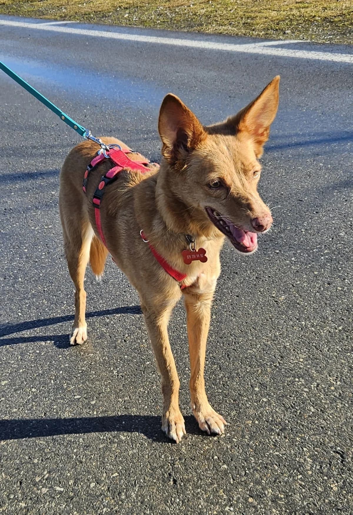 Jara, female Mixed Breed for adoption at home4dogs, Home4dogs photo 6