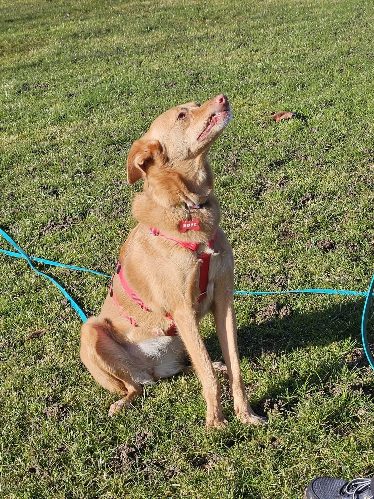 Jara, female Mixed Breed for adoption at home4dogs, Home4dogs photo 7