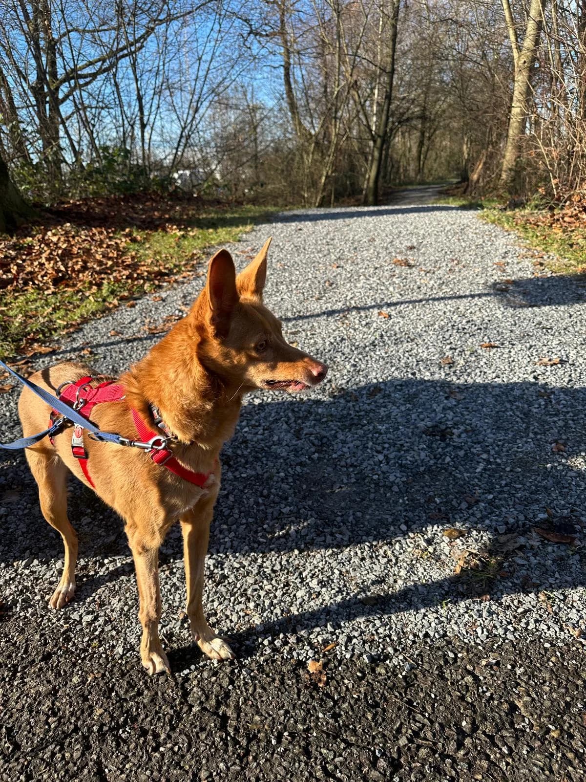 Jara, female Mixed Breed for adoption at home4dogs, Home4dogs photo 8