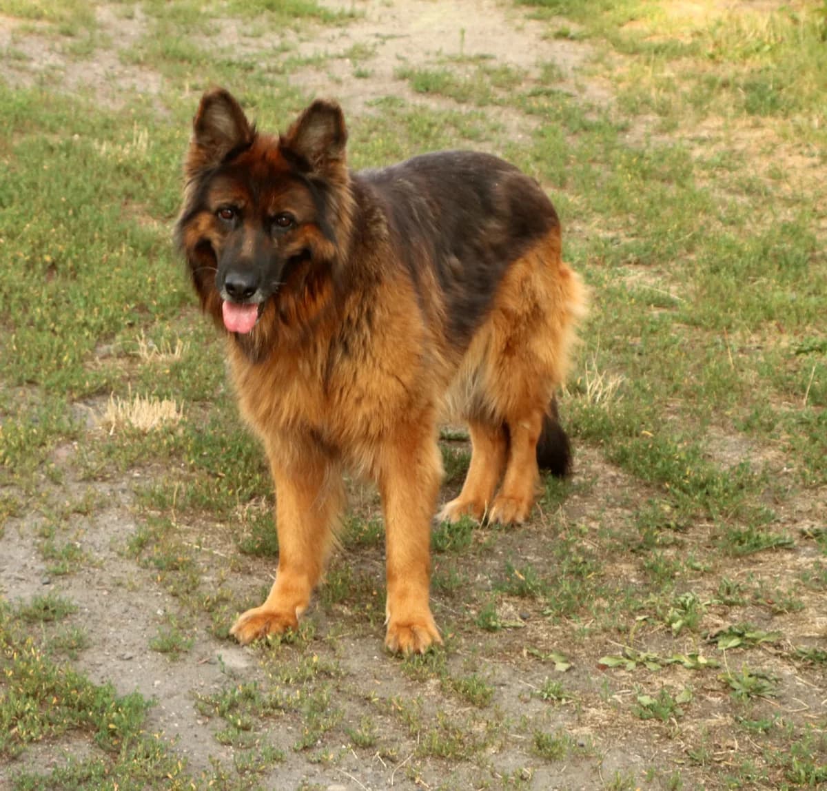 Zara, female Mixed Breed for adoption at home4dogs, Home4dogs photo 2