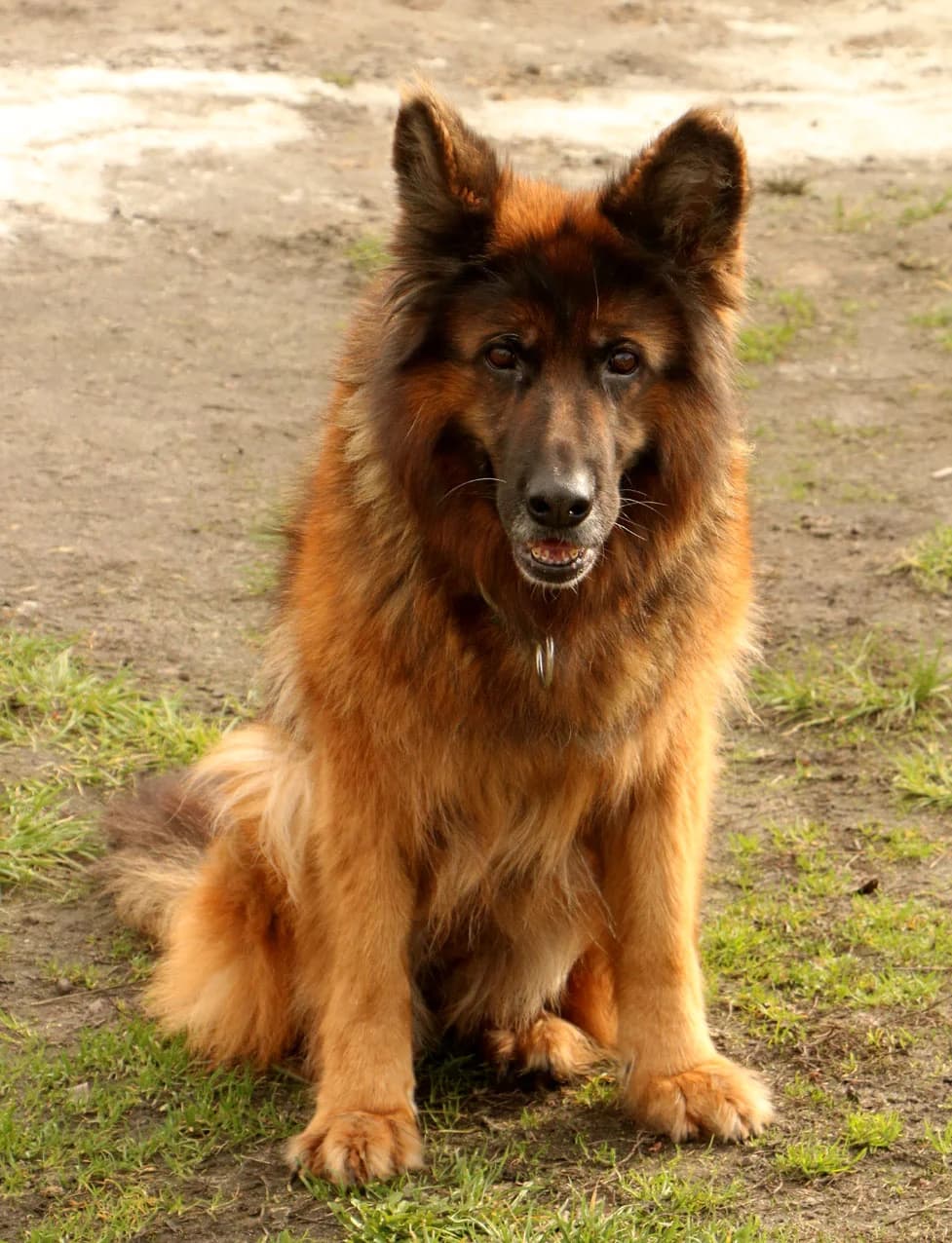 Zara, female Mixed Breed for adoption at home4dogs, Home4dogs photo 3