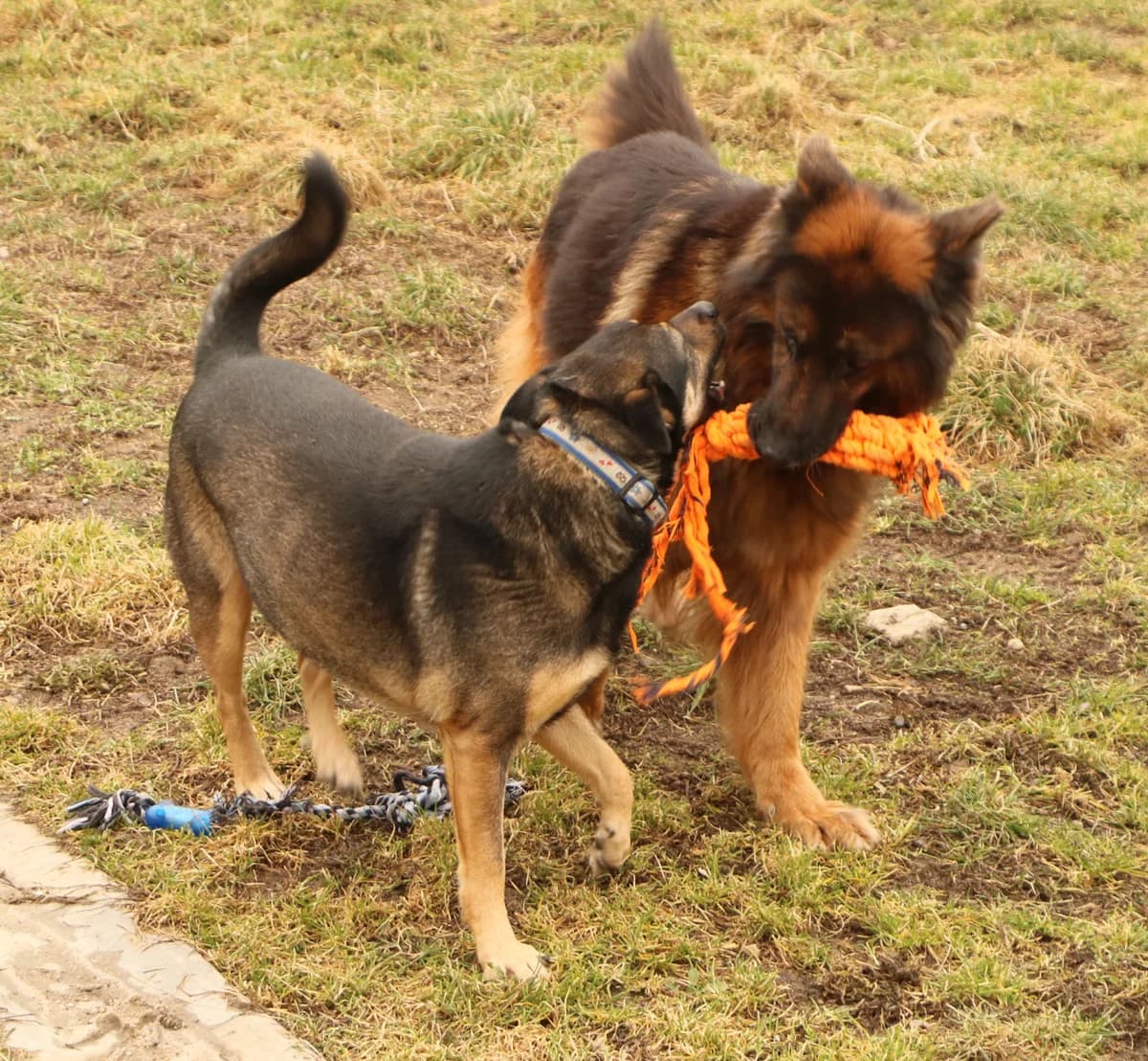 Zara, female Mixed Breed for adoption at home4dogs, Home4dogs photo 4