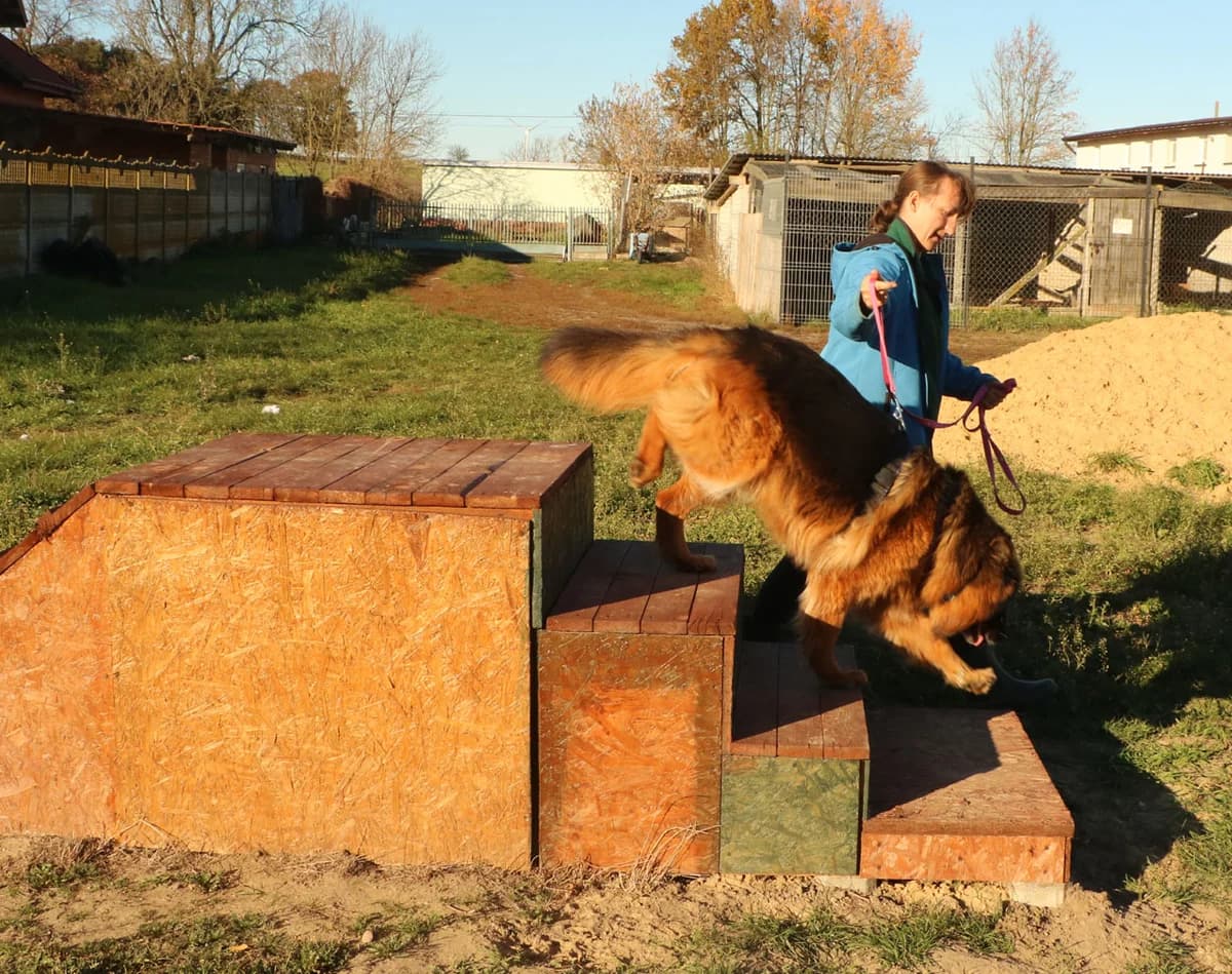 Zara, female Mixed Breed for adoption at home4dogs, Home4dogs photo 5