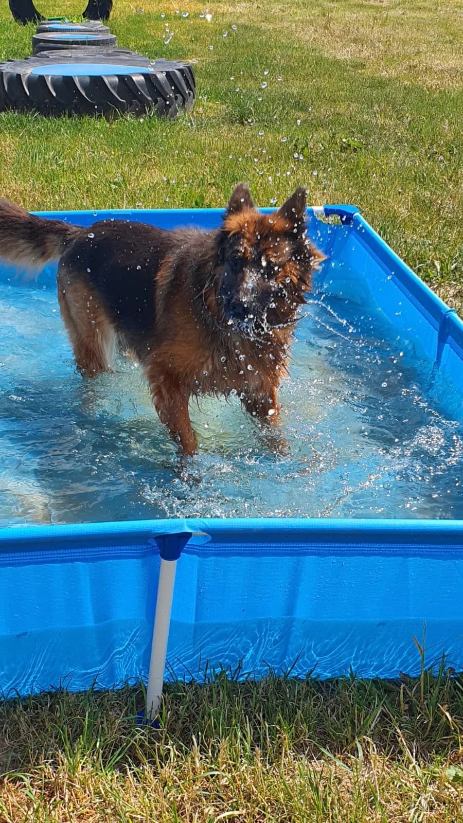 Zara, female Mixed Breed for adoption at home4dogs, Home4dogs photo 6