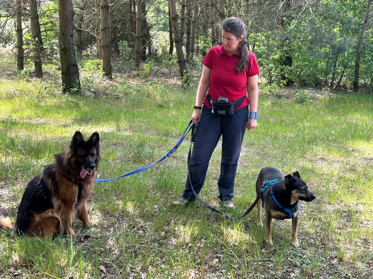 Zara, female Mixed Breed for adoption at home4dogs, Home4dogs photo 7