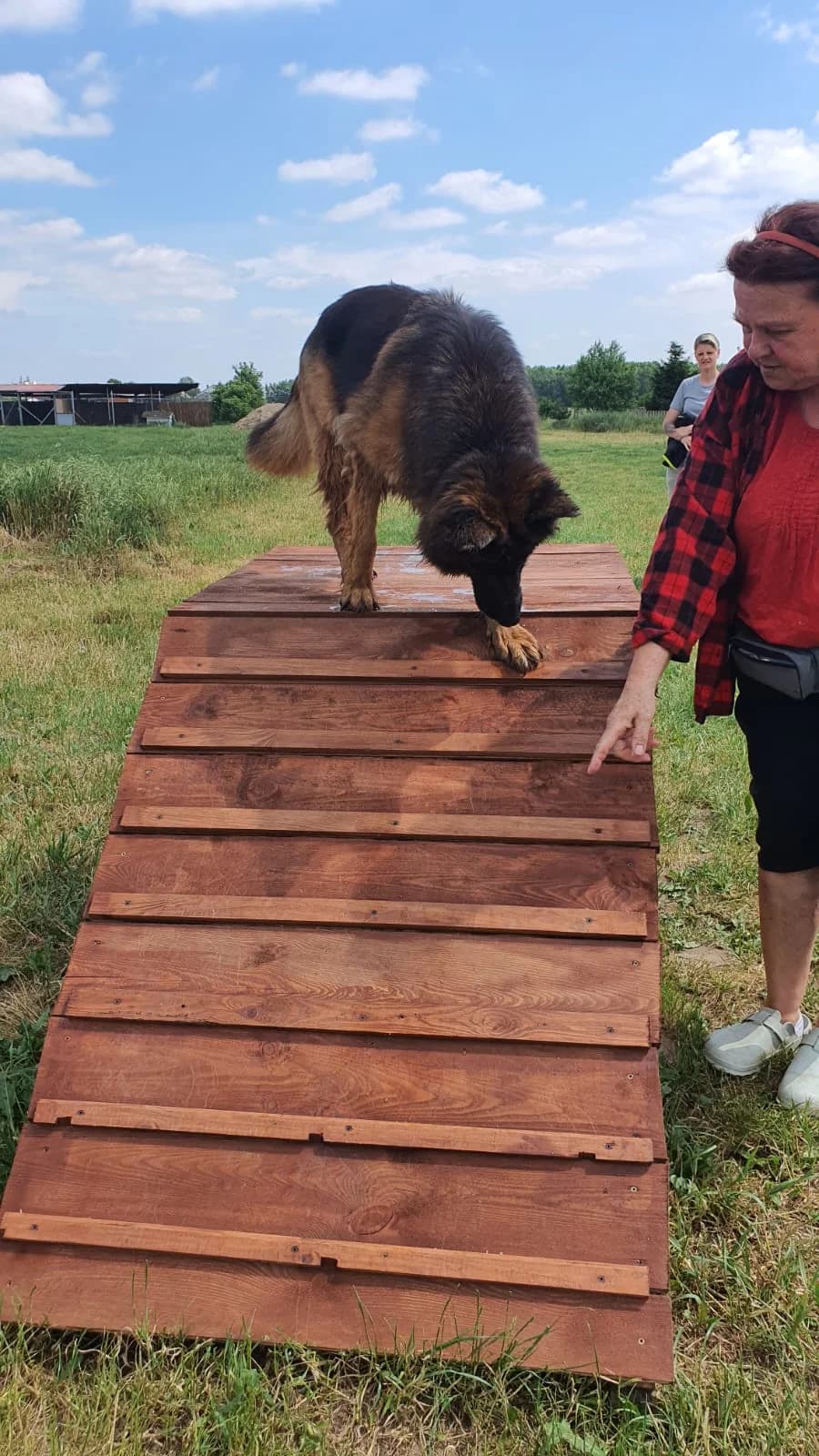 Zara, female Mixed Breed for adoption at home4dogs, Home4dogs photo 8