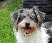 Zezik, male Mixed Breed for adoption at Home4dogs