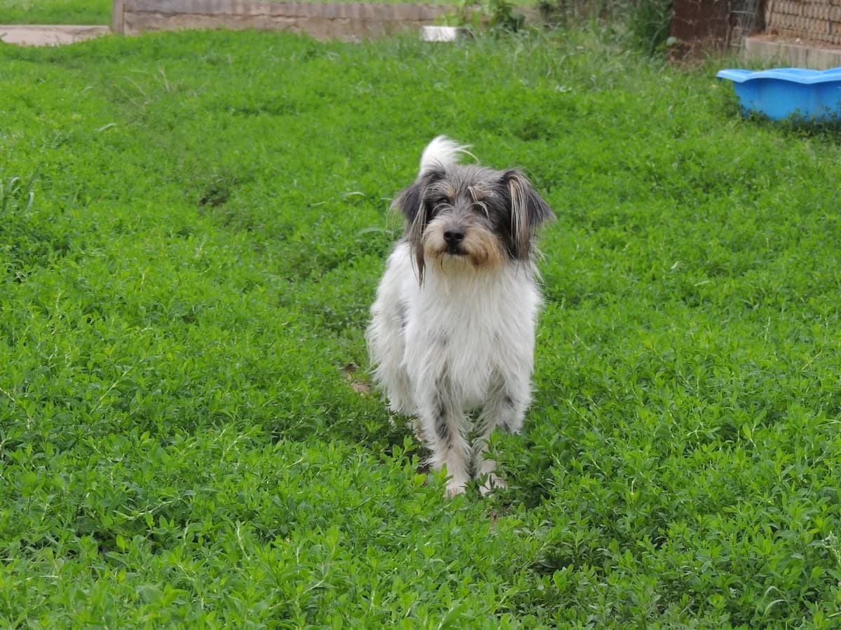 Zezik, male Mixed Breed for adoption at home4dogs, Home4dogs photo 2