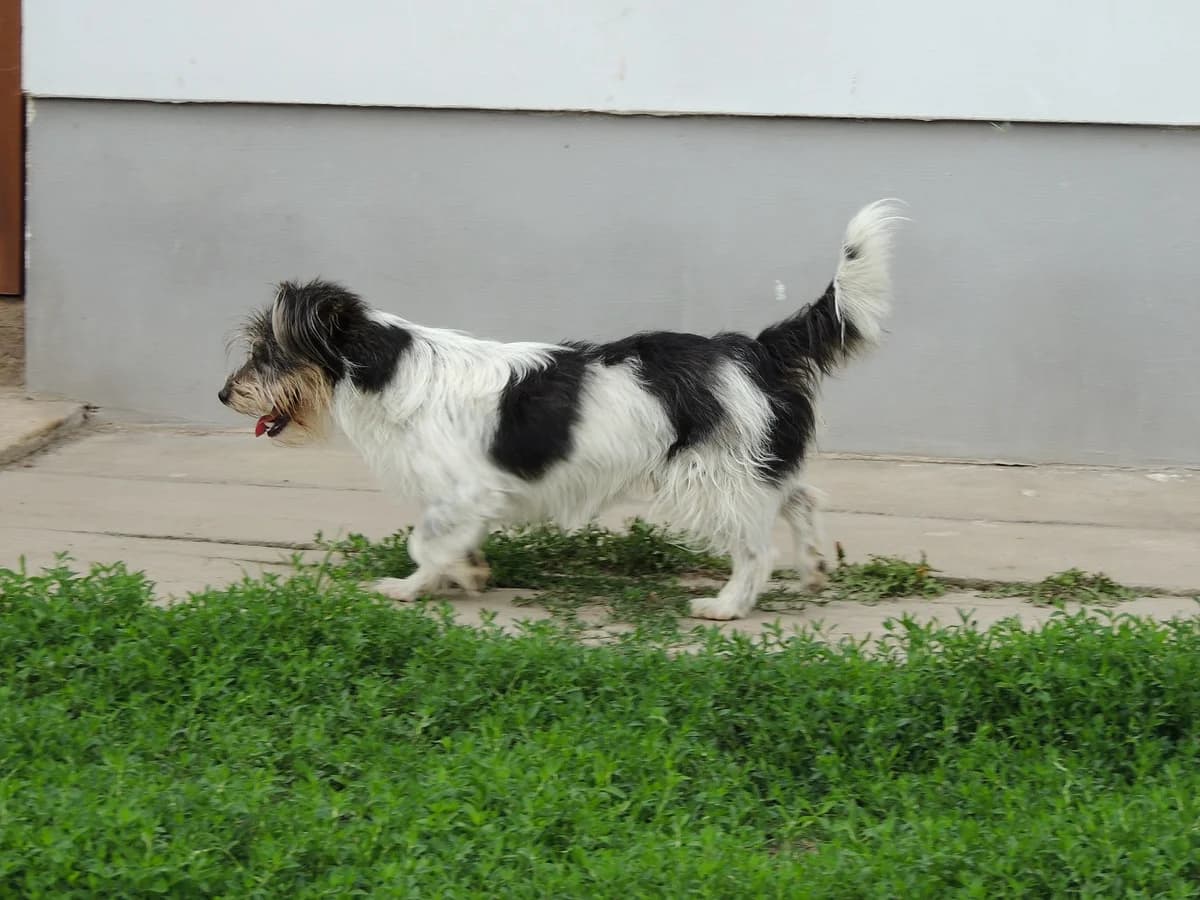 Zezik, male Mixed Breed for adoption at home4dogs, Home4dogs photo 3