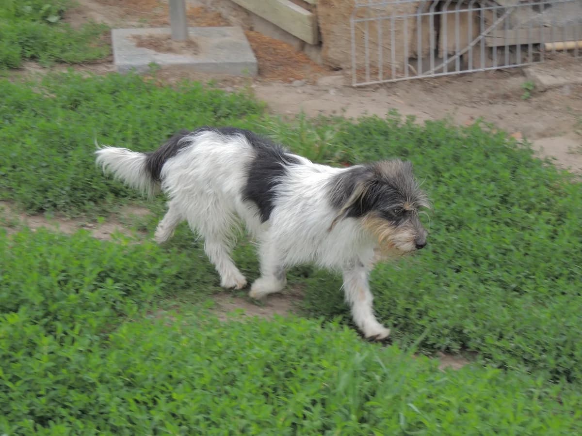 Zezik, male Mixed Breed for adoption at home4dogs, Home4dogs photo 4
