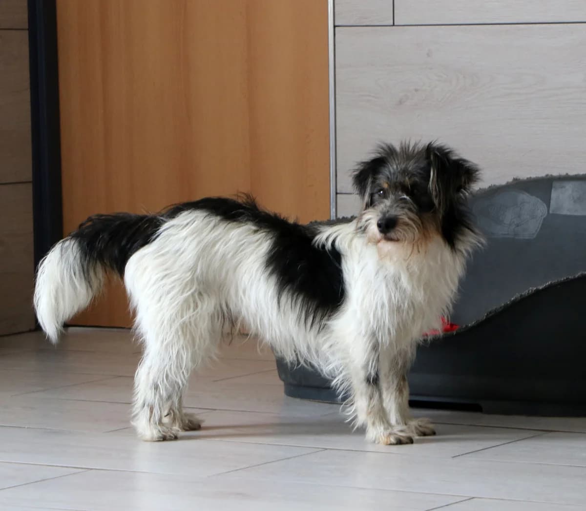 Zezik, male Mixed Breed for adoption at home4dogs, Home4dogs photo 5