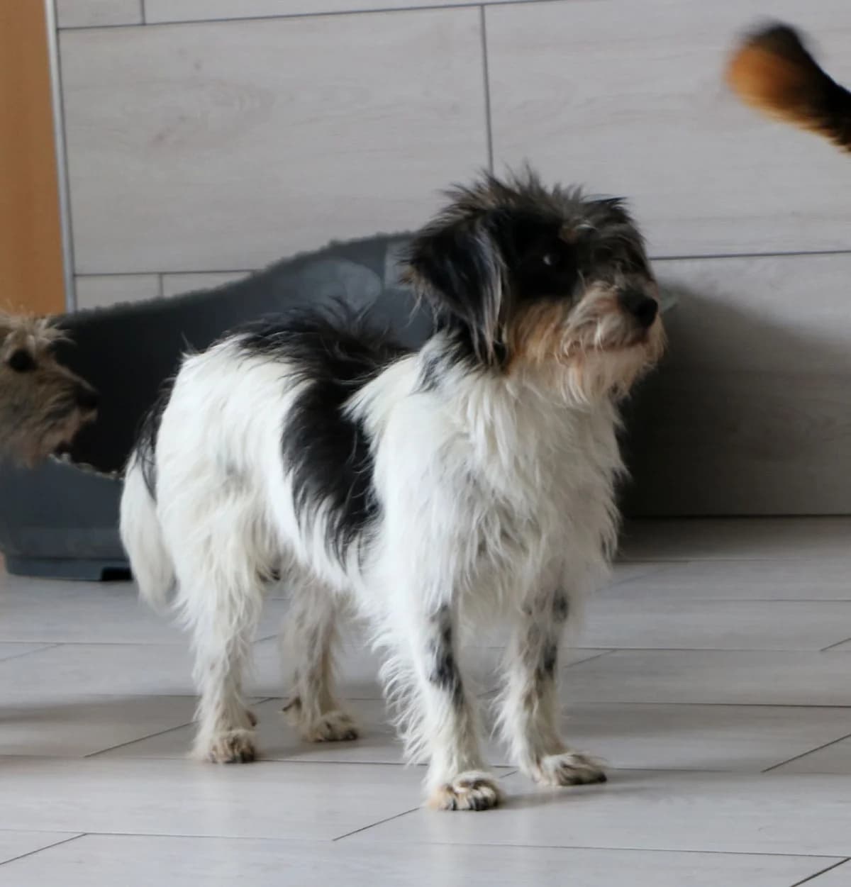 Zezik, male Mixed Breed for adoption at home4dogs, Home4dogs photo 6