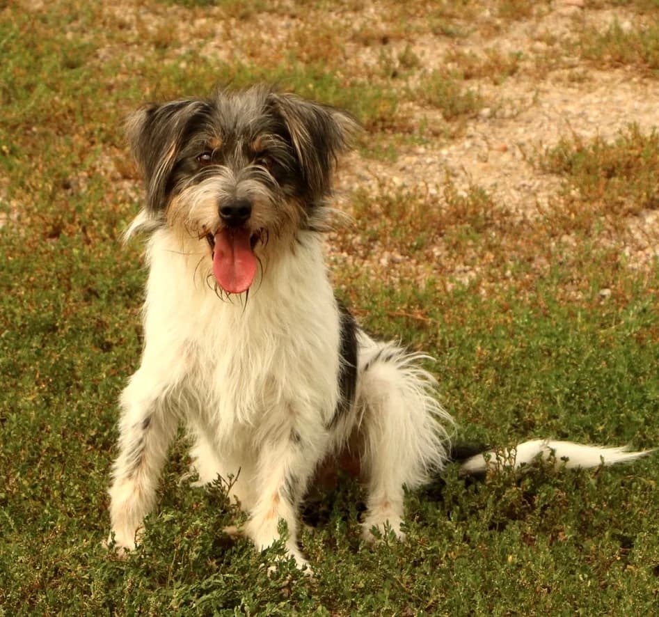 Zezik, male Mixed Breed for adoption at home4dogs, Home4dogs photo 7