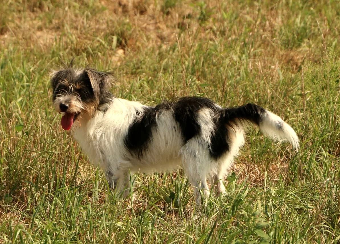 Zezik, male Mixed Breed for adoption at home4dogs, Home4dogs photo 8