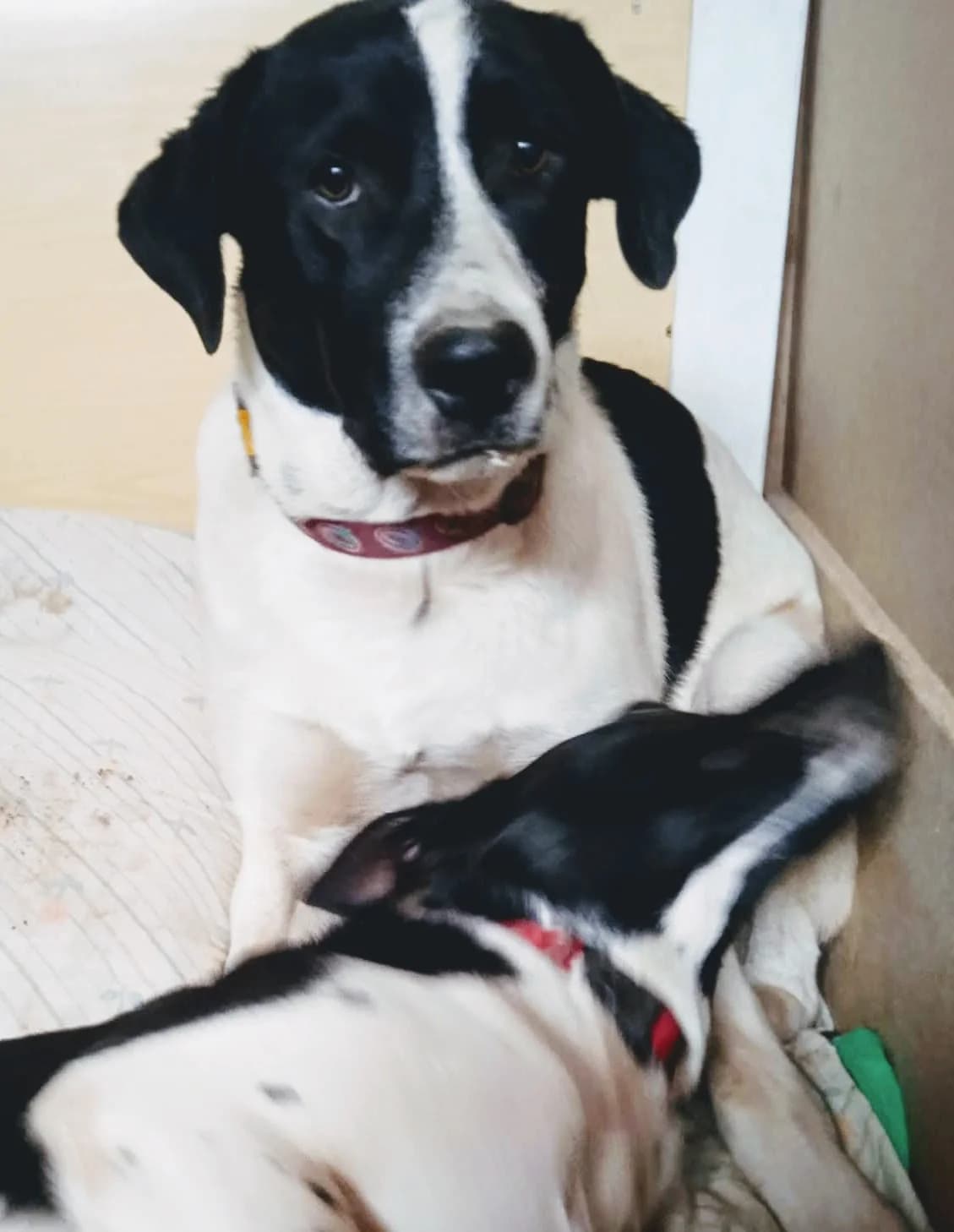 Dartagnan, male Mixed Breed for adoption at Hundehilfe Motril, St. Gallen