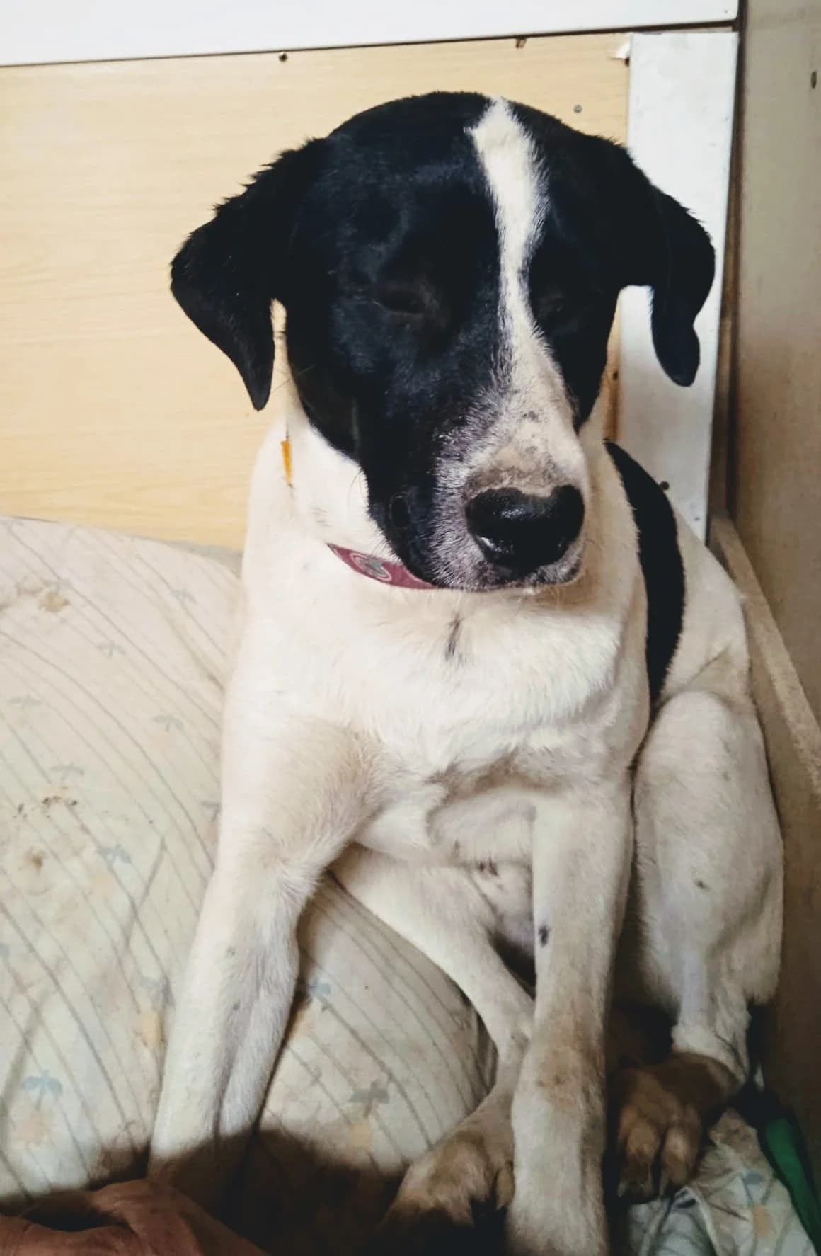 Dartagnan, male Mixed Breed for adoption at Hundehilfe Motril, Hundehilfe Motril photo 2