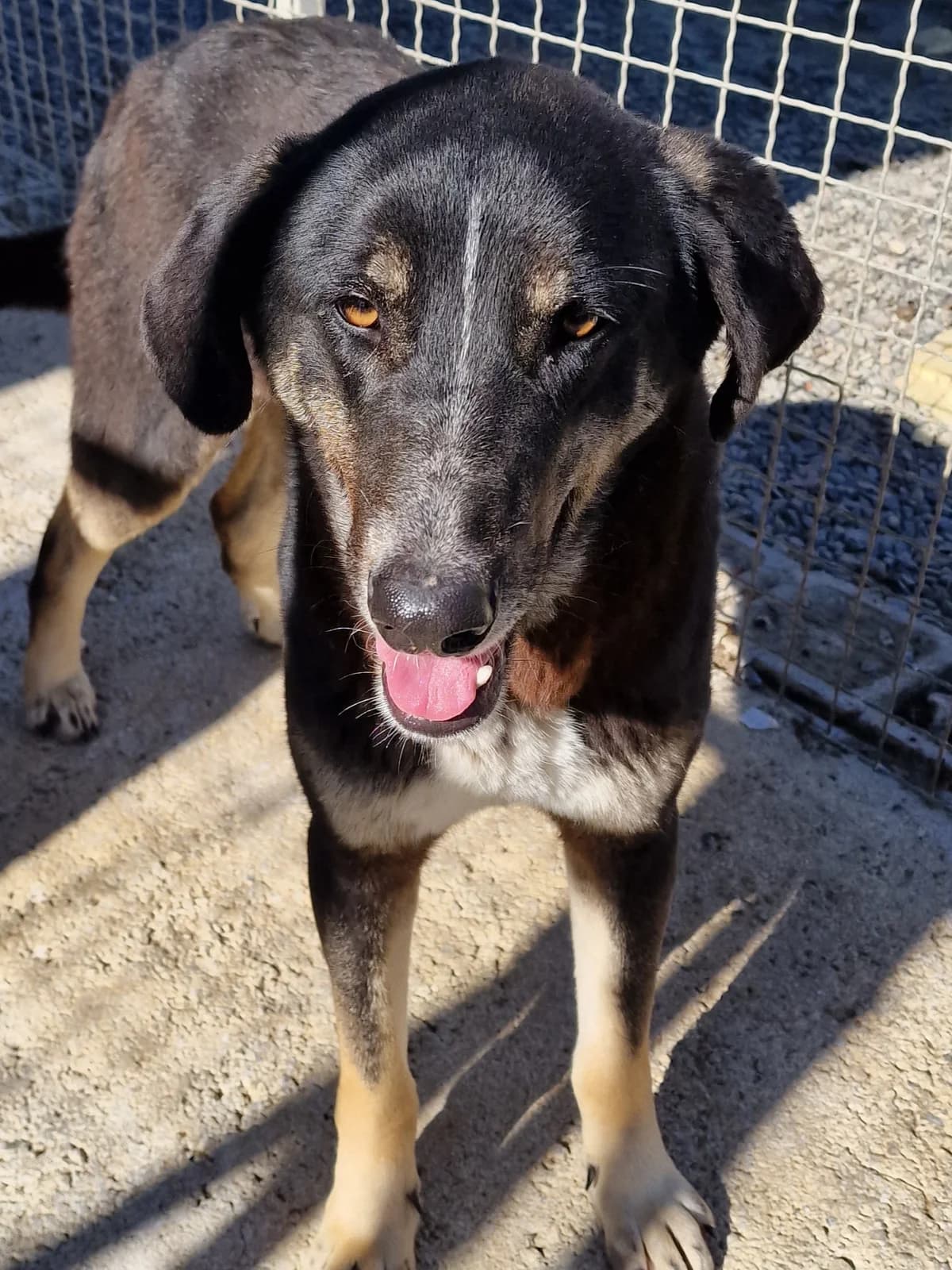 Feli, female Mixed Breed for adoption at Hundehilfe Motril, St. Gallen