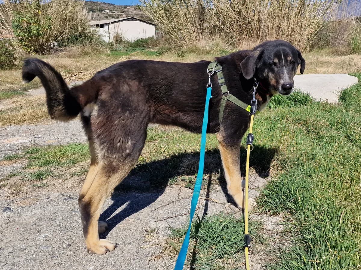 Feli, female Mixed Breed for adoption at Hundehilfe Motril, Hundehilfe Motril photo 2