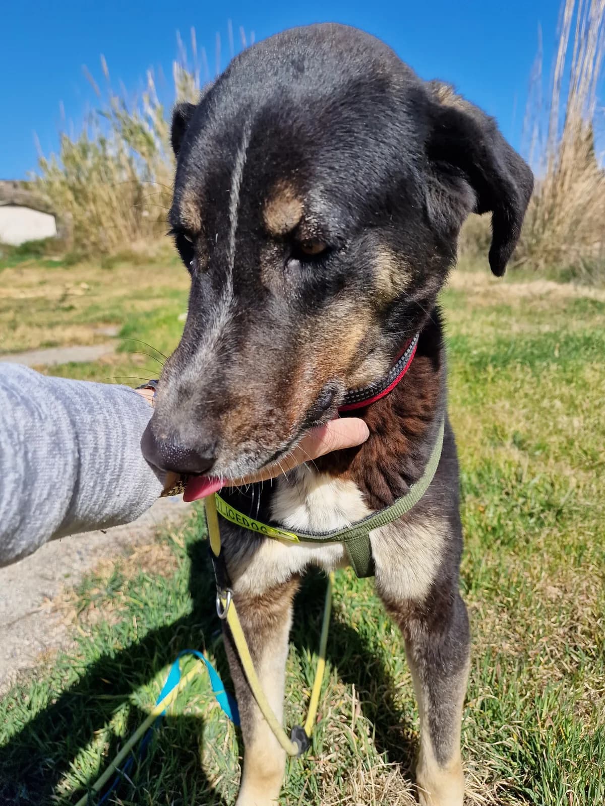 Feli, female Mixed Breed for adoption at Hundehilfe Motril, Hundehilfe Motril photo 3