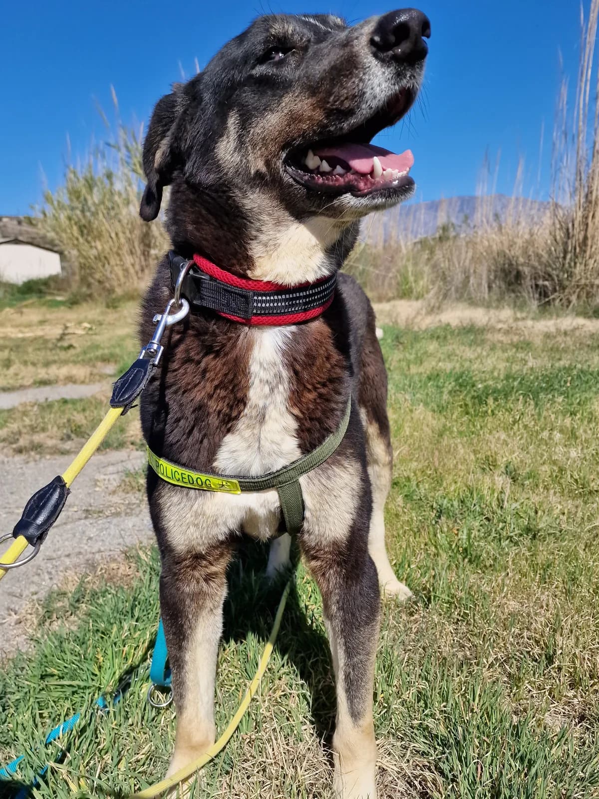 Feli, female Mixed Breed for adoption at Hundehilfe Motril, Hundehilfe Motril photo 4