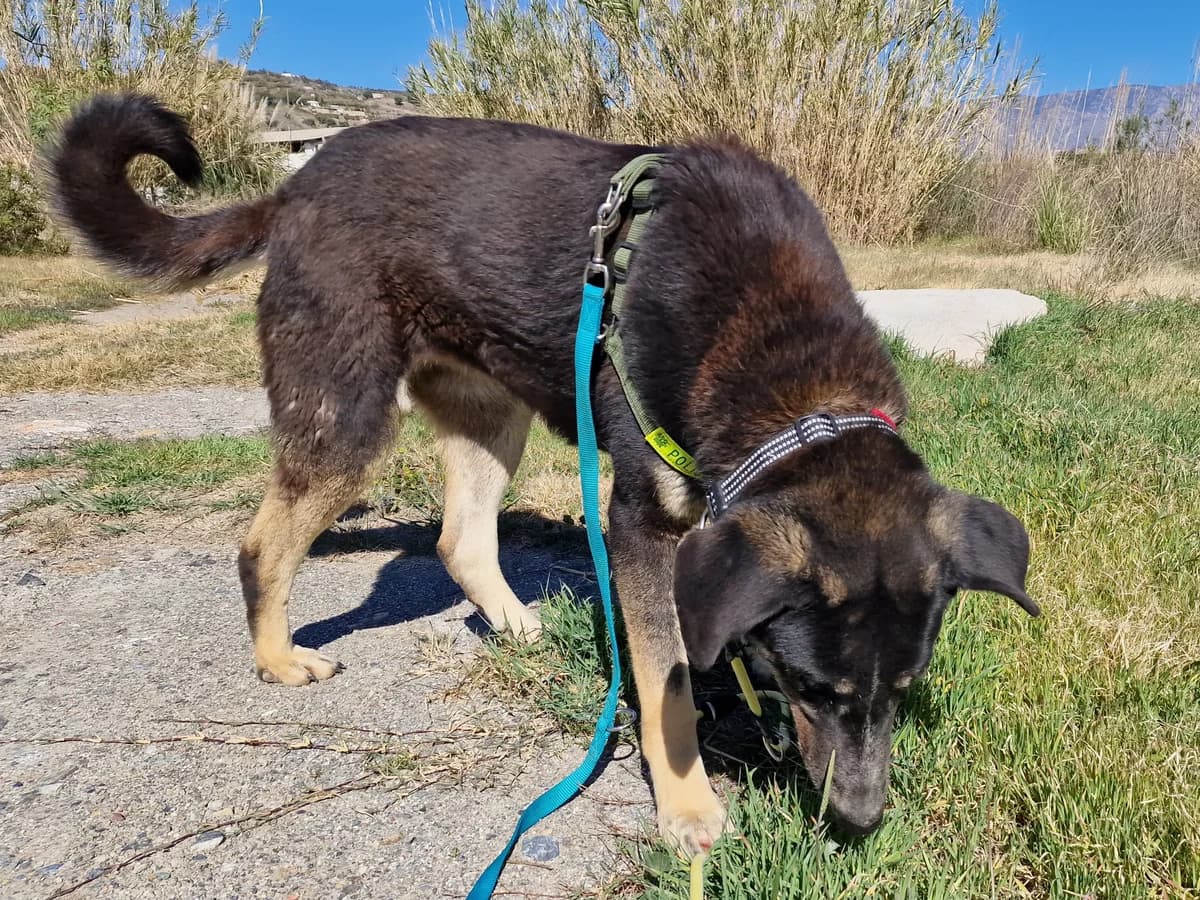 Feli, female Mixed Breed for adoption at Hundehilfe Motril, Hundehilfe Motril photo 5