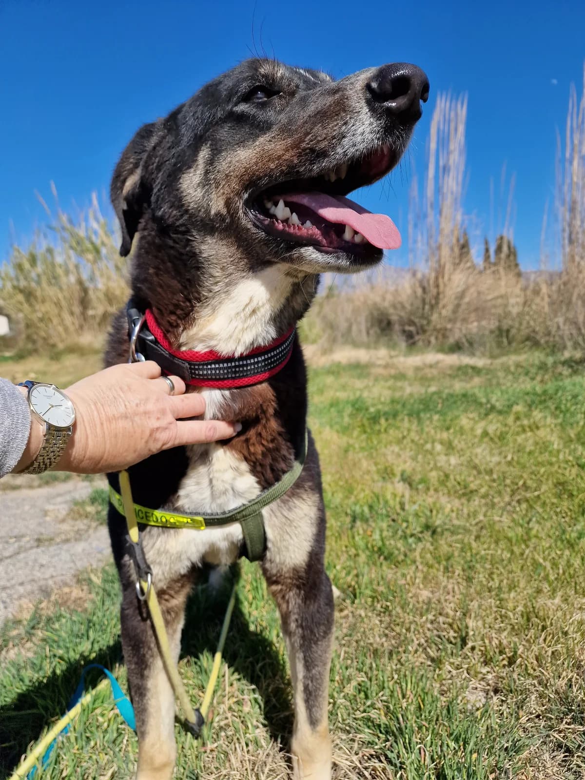 Feli, female Mixed Breed for adoption at Hundehilfe Motril, Hundehilfe Motril photo 6