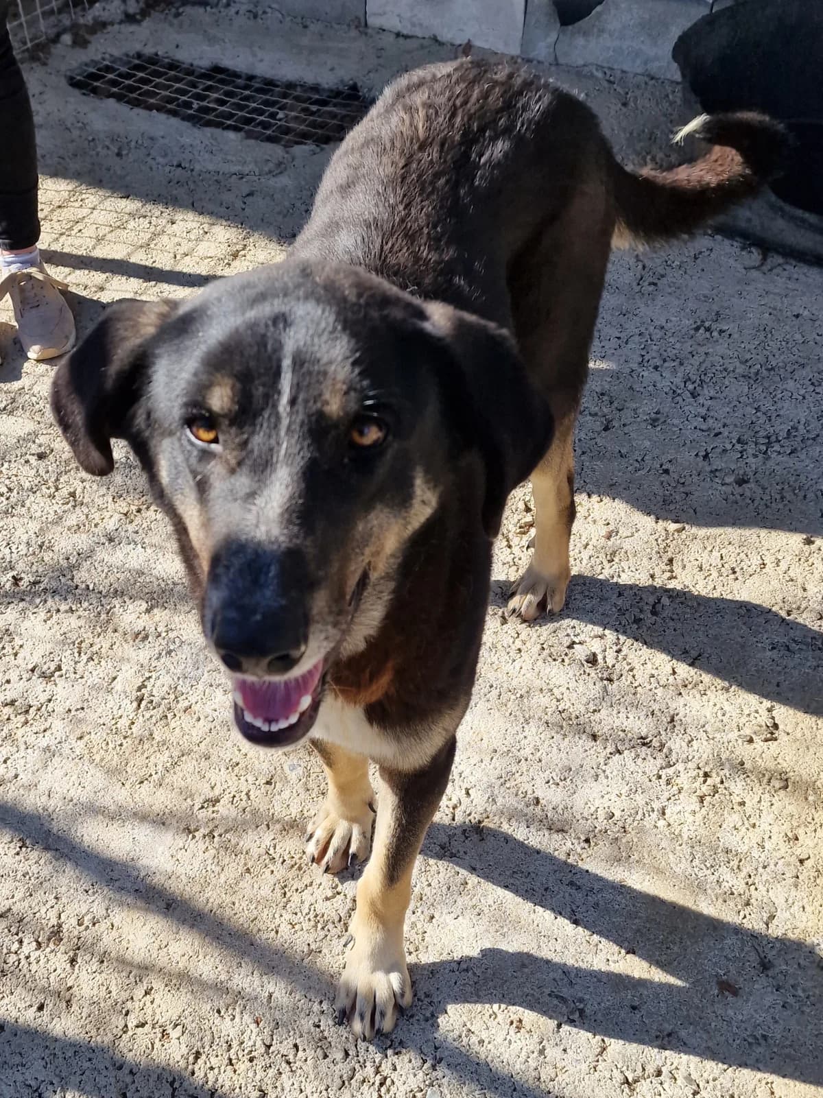 Feli, female Mixed Breed for adoption at Hundehilfe Motril, Hundehilfe Motril photo 7