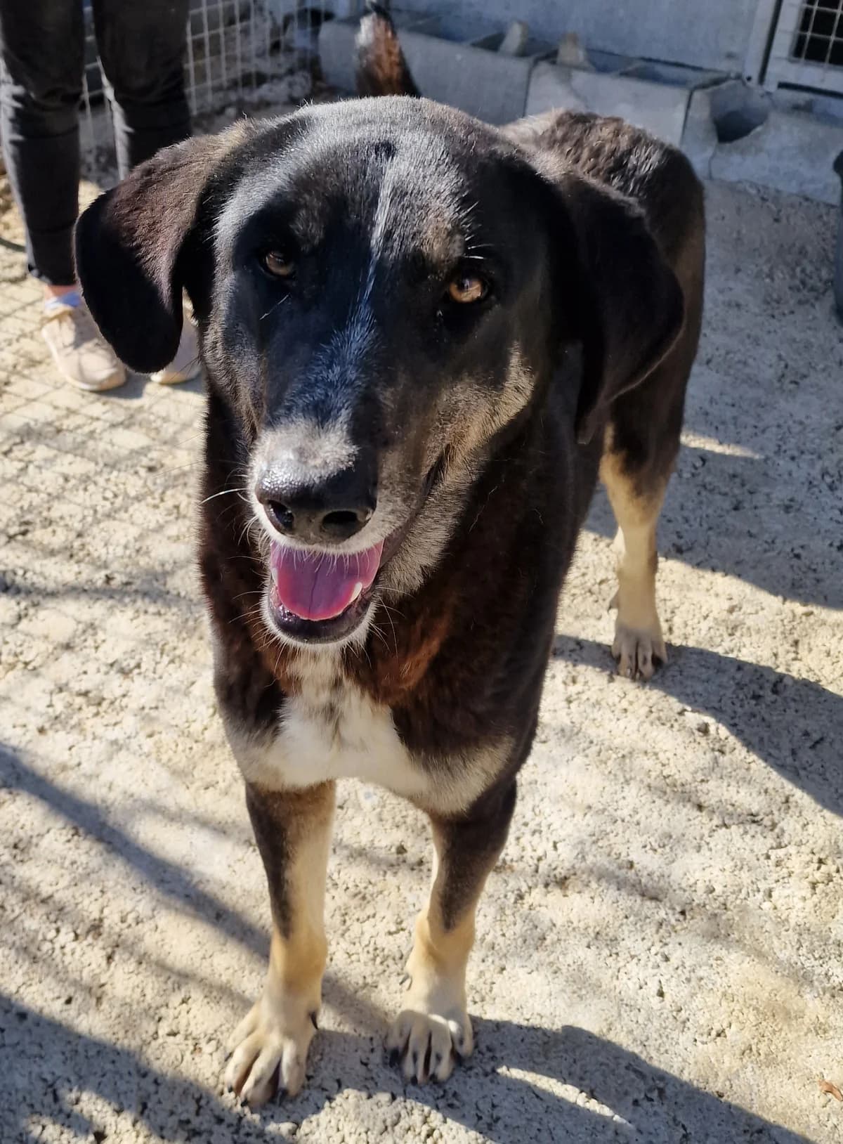 Feli, female Mixed Breed for adoption at Hundehilfe Motril, Hundehilfe Motril photo 8