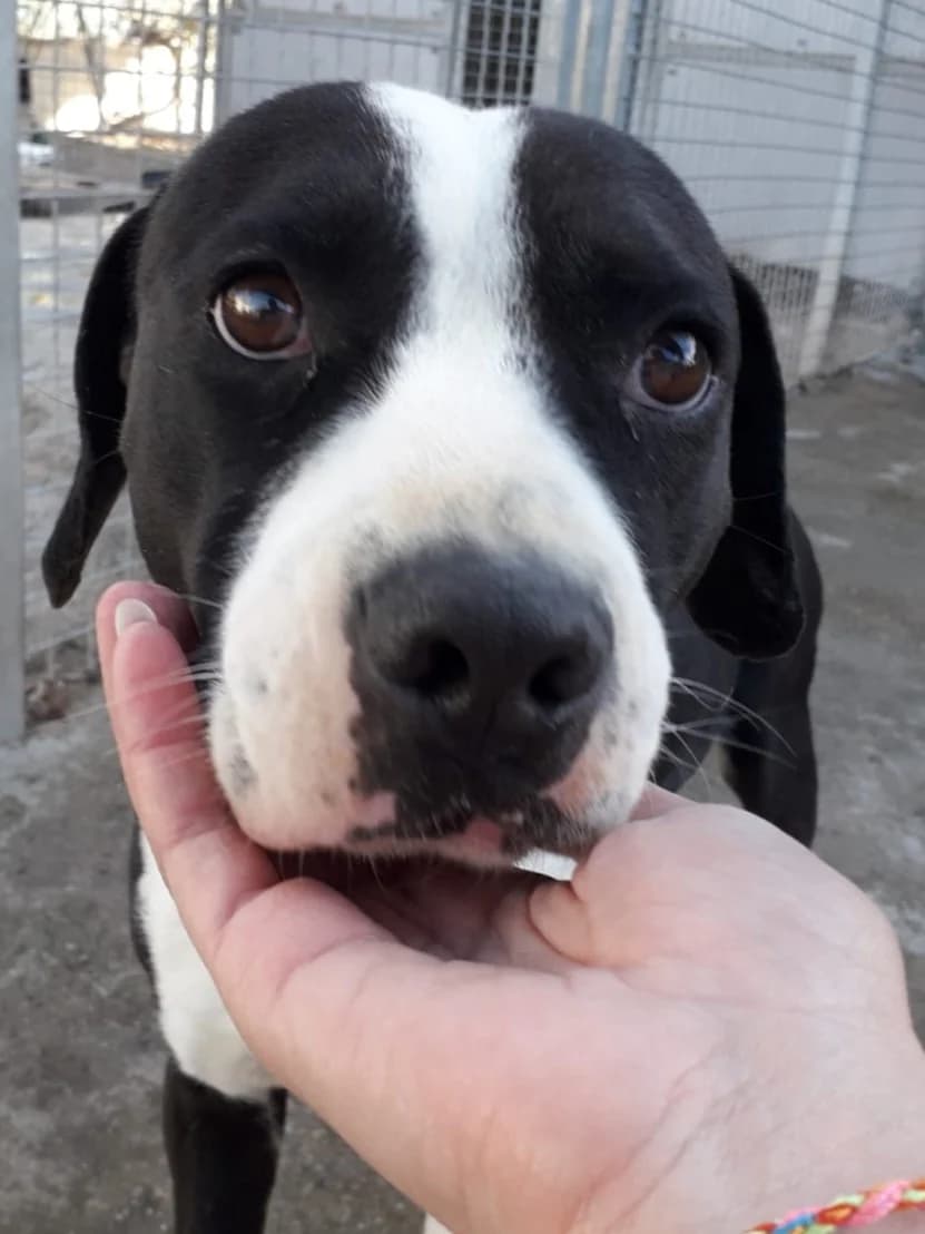 Panda, male Mixed Breed for adoption at Hundehilfe Motril, St. Gallen