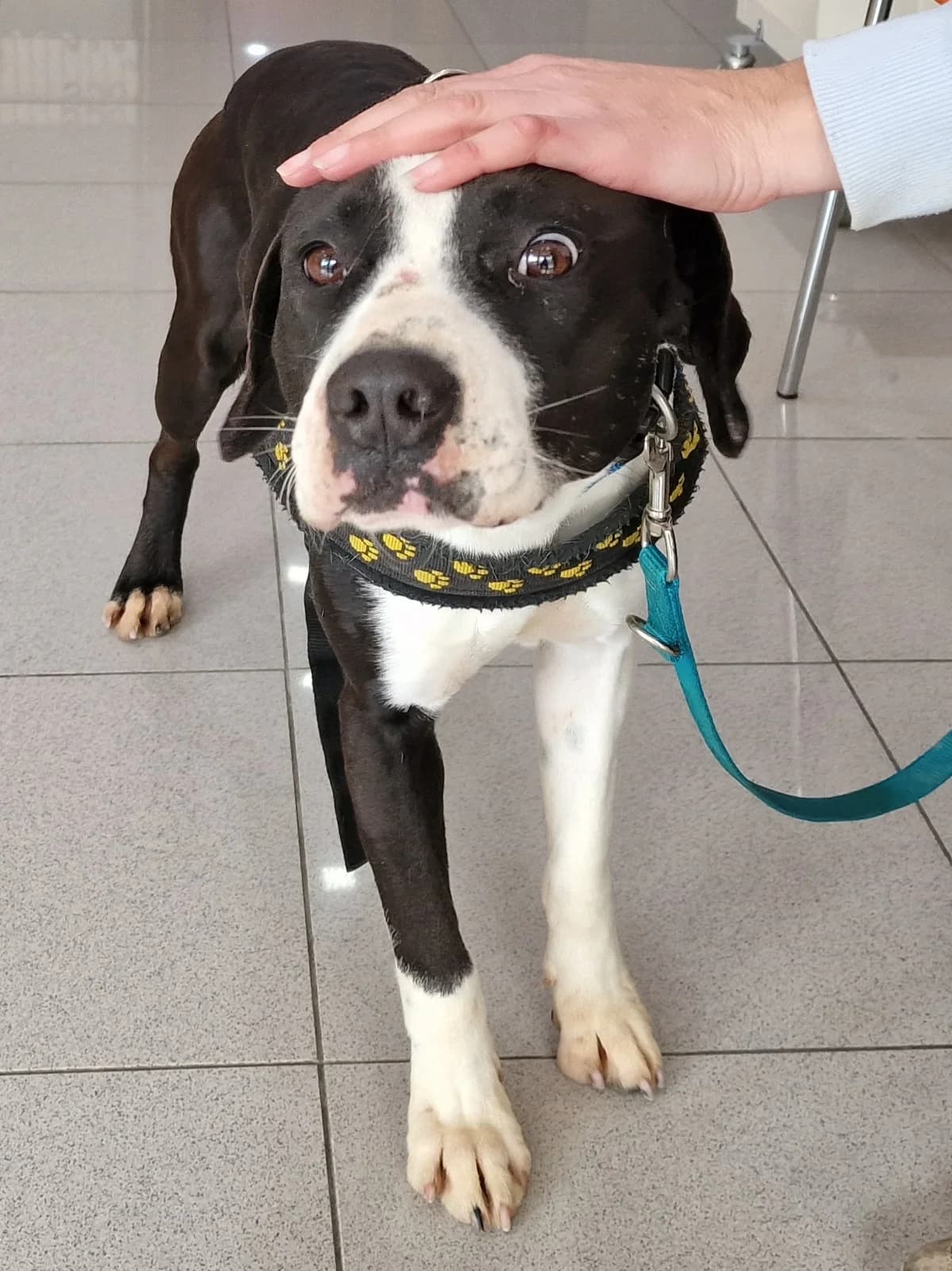 Panda, male Mixed Breed for adoption at Hundehilfe Motril, Hundehilfe Motril photo 2