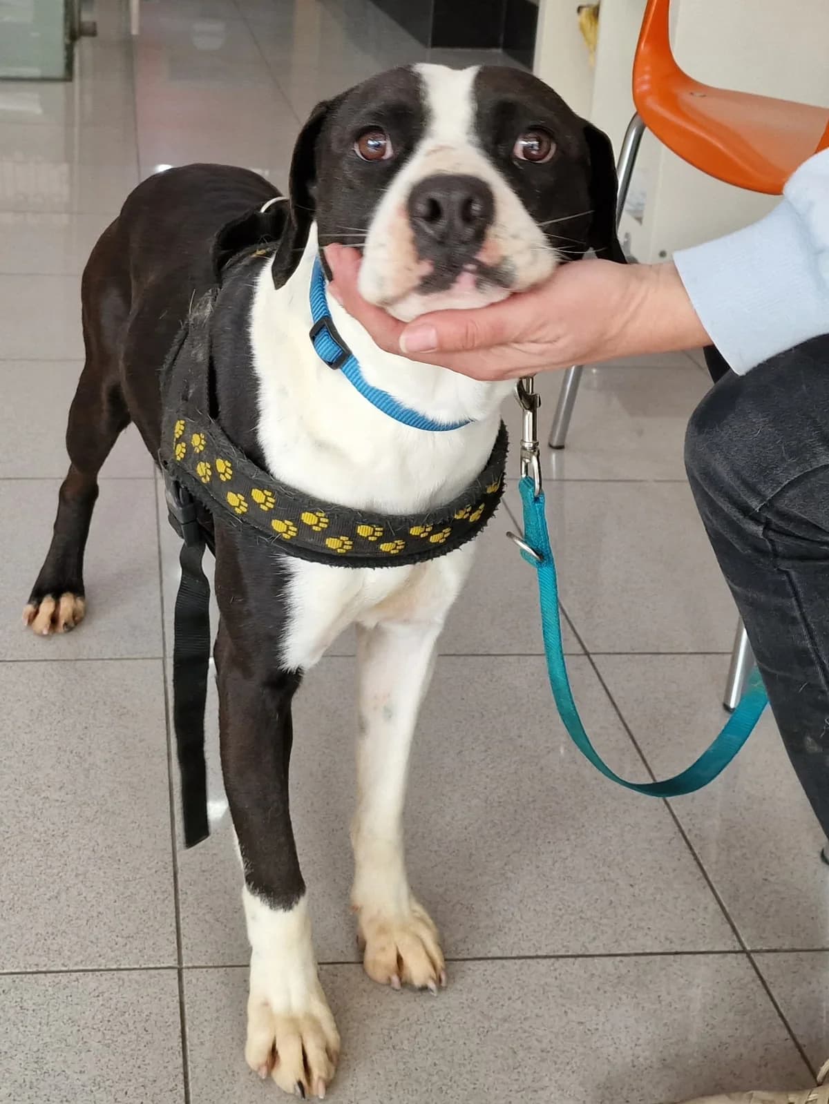 Panda, male Mixed Breed for adoption at Hundehilfe Motril, Hundehilfe Motril photo 3