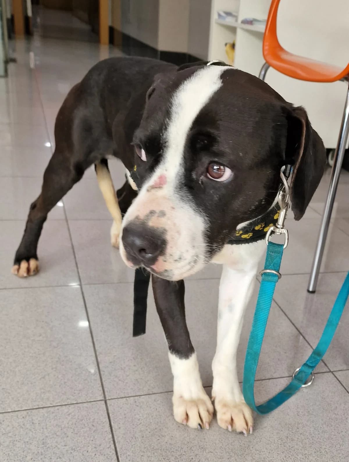 Panda, male Mixed Breed for adoption at Hundehilfe Motril, Hundehilfe Motril photo 4