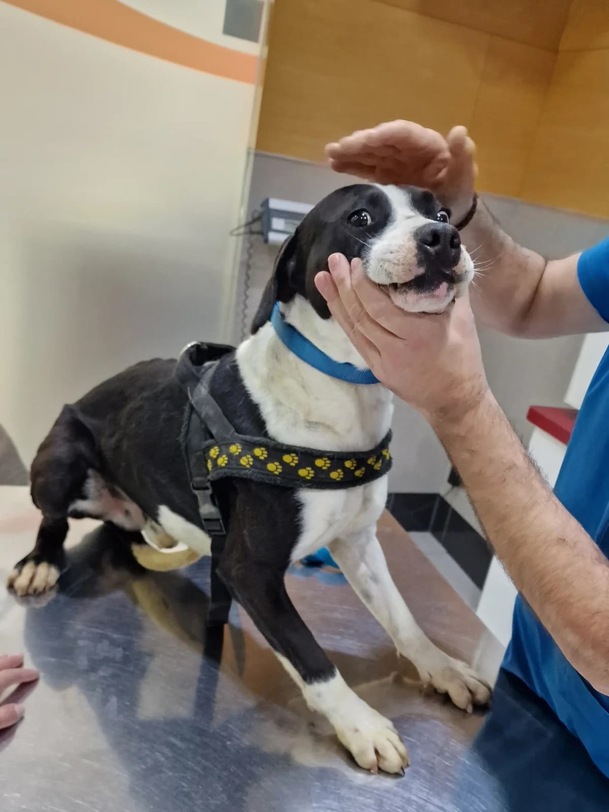 Panda, male Mixed Breed for adoption at Hundehilfe Motril, Hundehilfe Motril photo 5