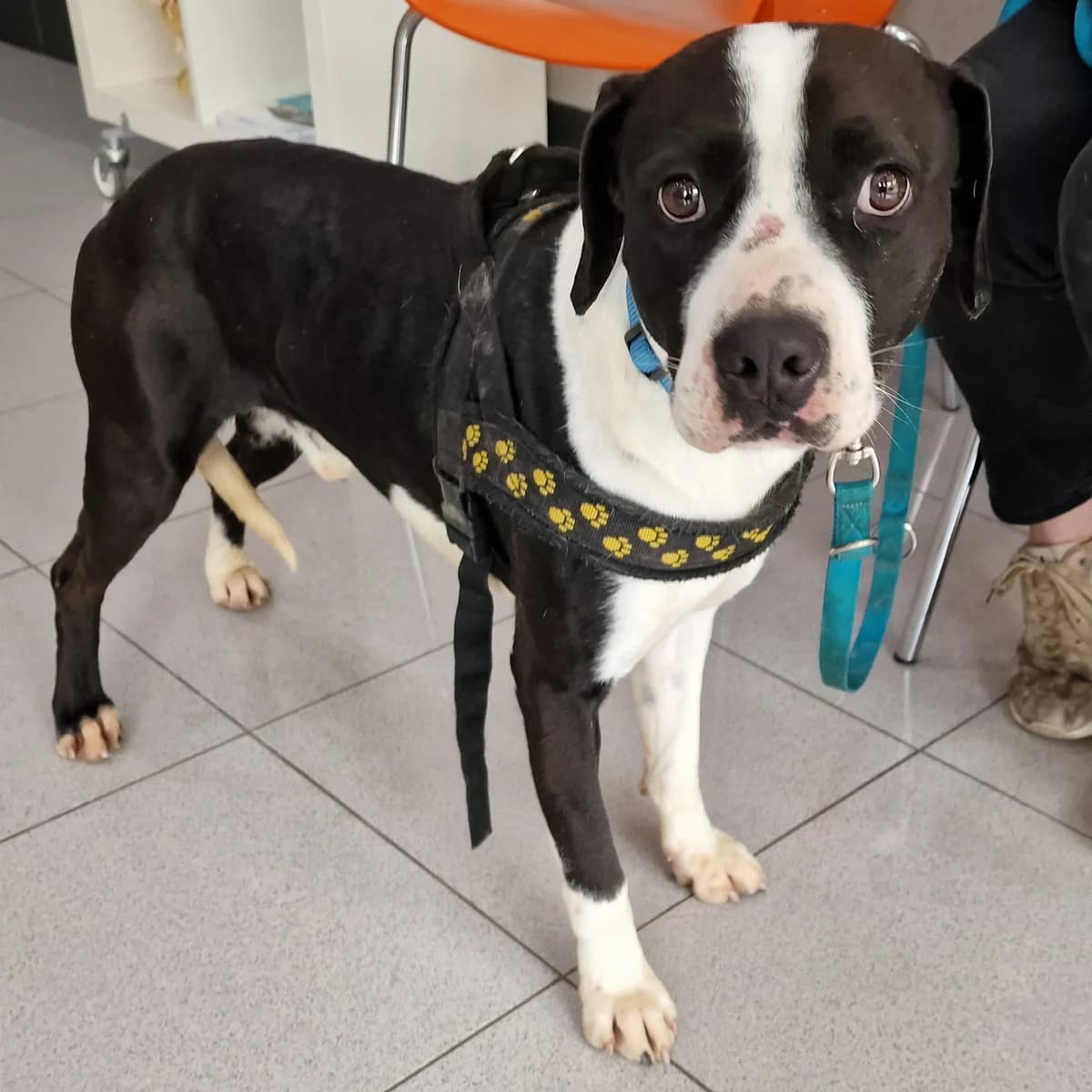 Panda, male Mixed Breed for adoption at Hundehilfe Motril, Hundehilfe Motril photo 6