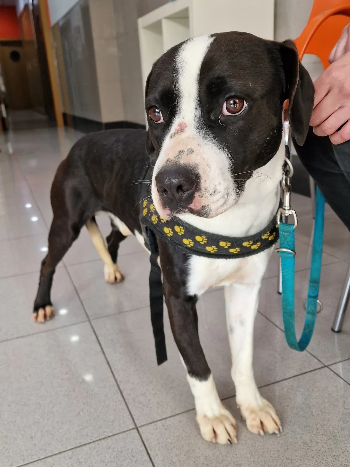 Panda, male Mixed Breed for adoption at Hundehilfe Motril, Hundehilfe Motril photo 7