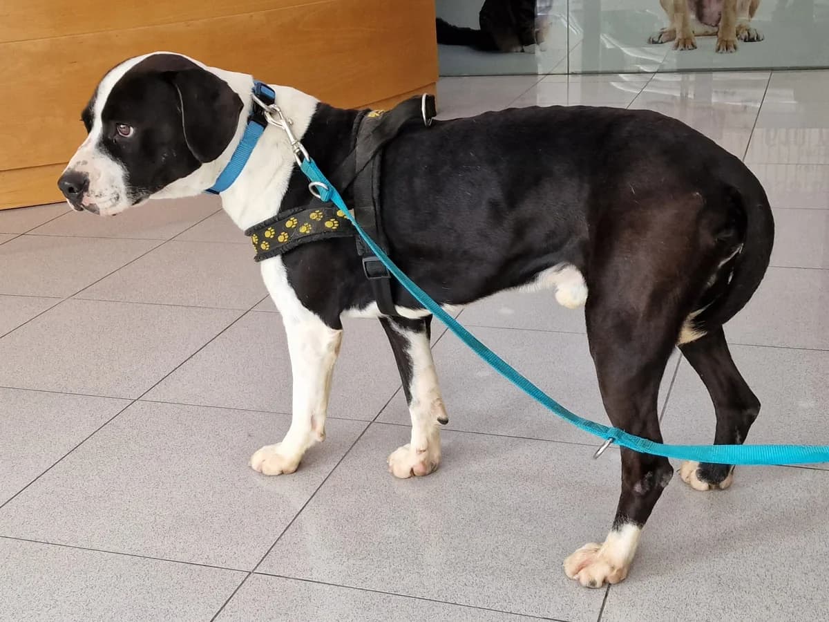 Panda, male Mixed Breed for adoption at Hundehilfe Motril, Hundehilfe Motril photo 8