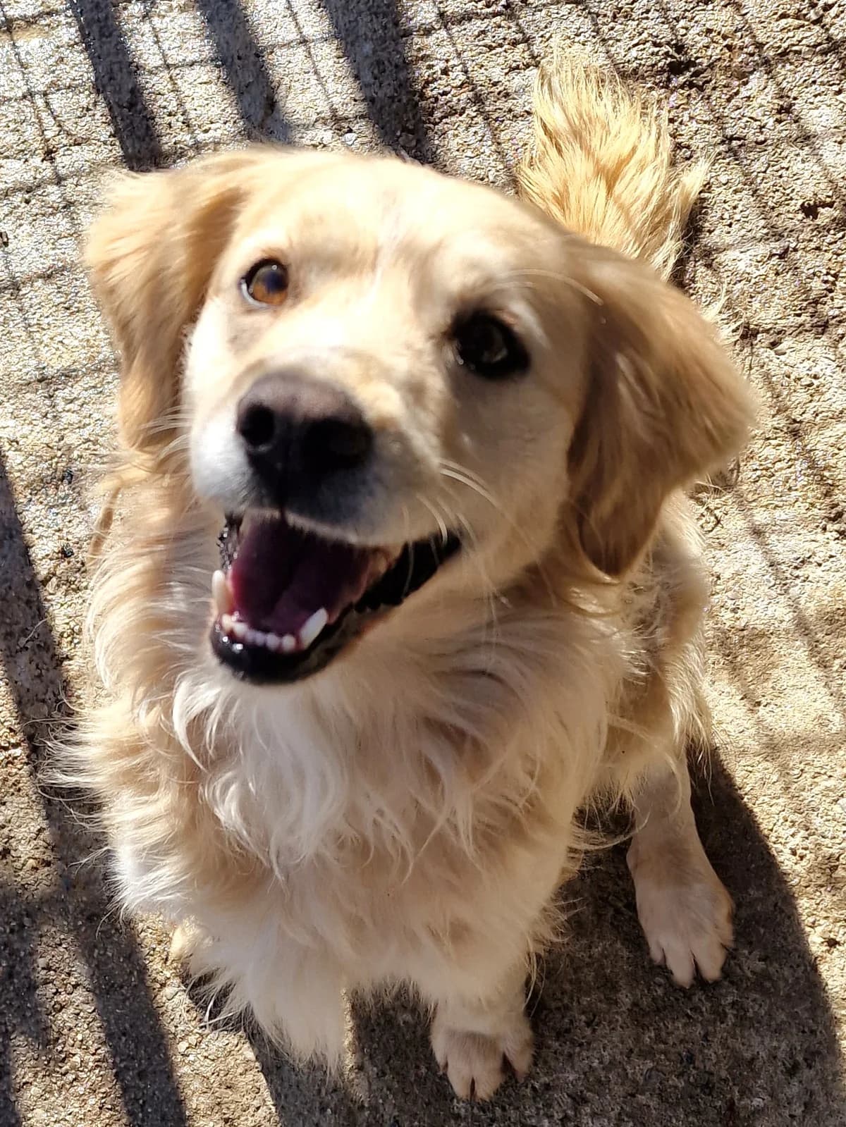 Bran, male Golden Retriever for adoption at Hundehilfe Motril