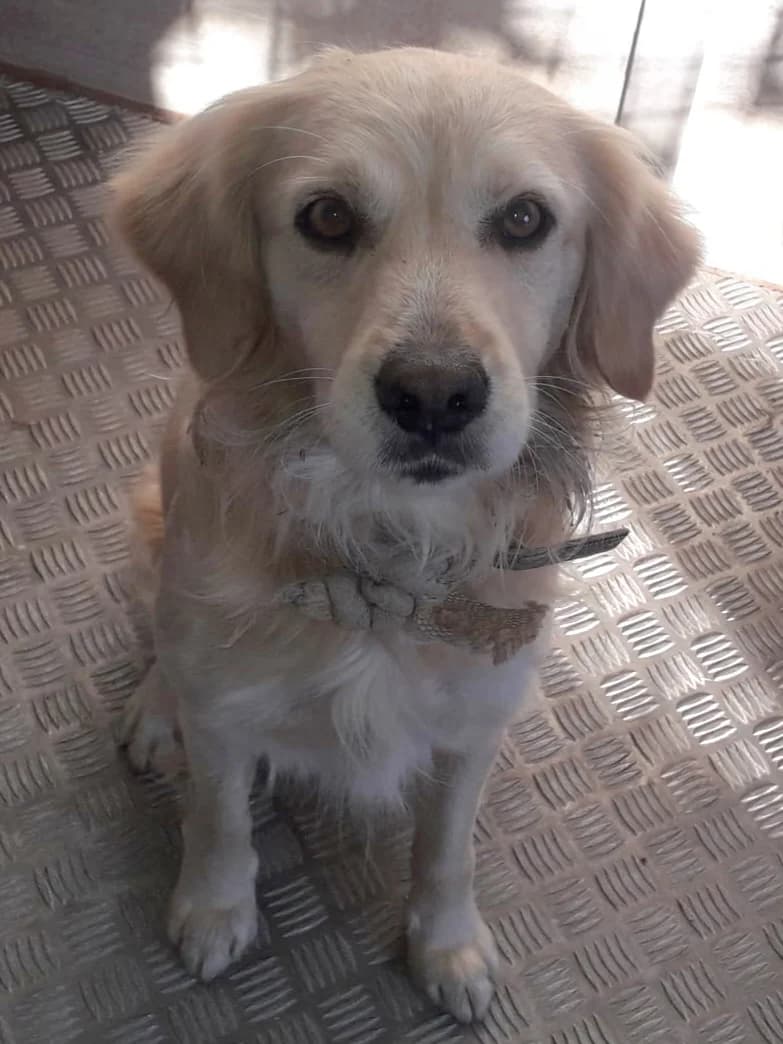 Bran, male Golden Retriever for adoption at Hundehilfe Motril, Hundehilfe Motril photo 2