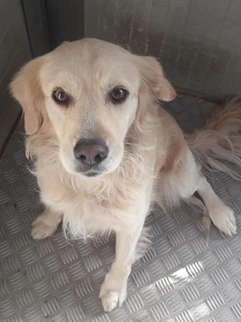 Bran, male Golden Retriever for adoption at Hundehilfe Motril, Hundehilfe Motril photo 3