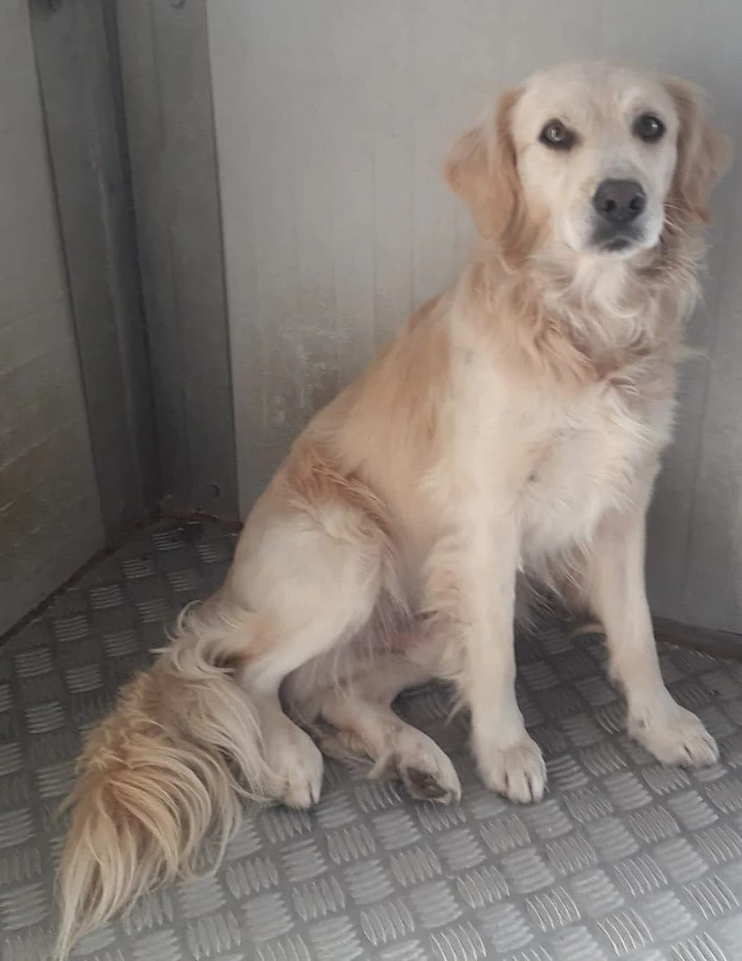 Bran, male Golden Retriever for adoption at Hundehilfe Motril, Hundehilfe Motril photo 4