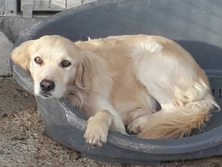 Bran, male Golden Retriever for adoption at Hundehilfe Motril, Hundehilfe Motril photo 5