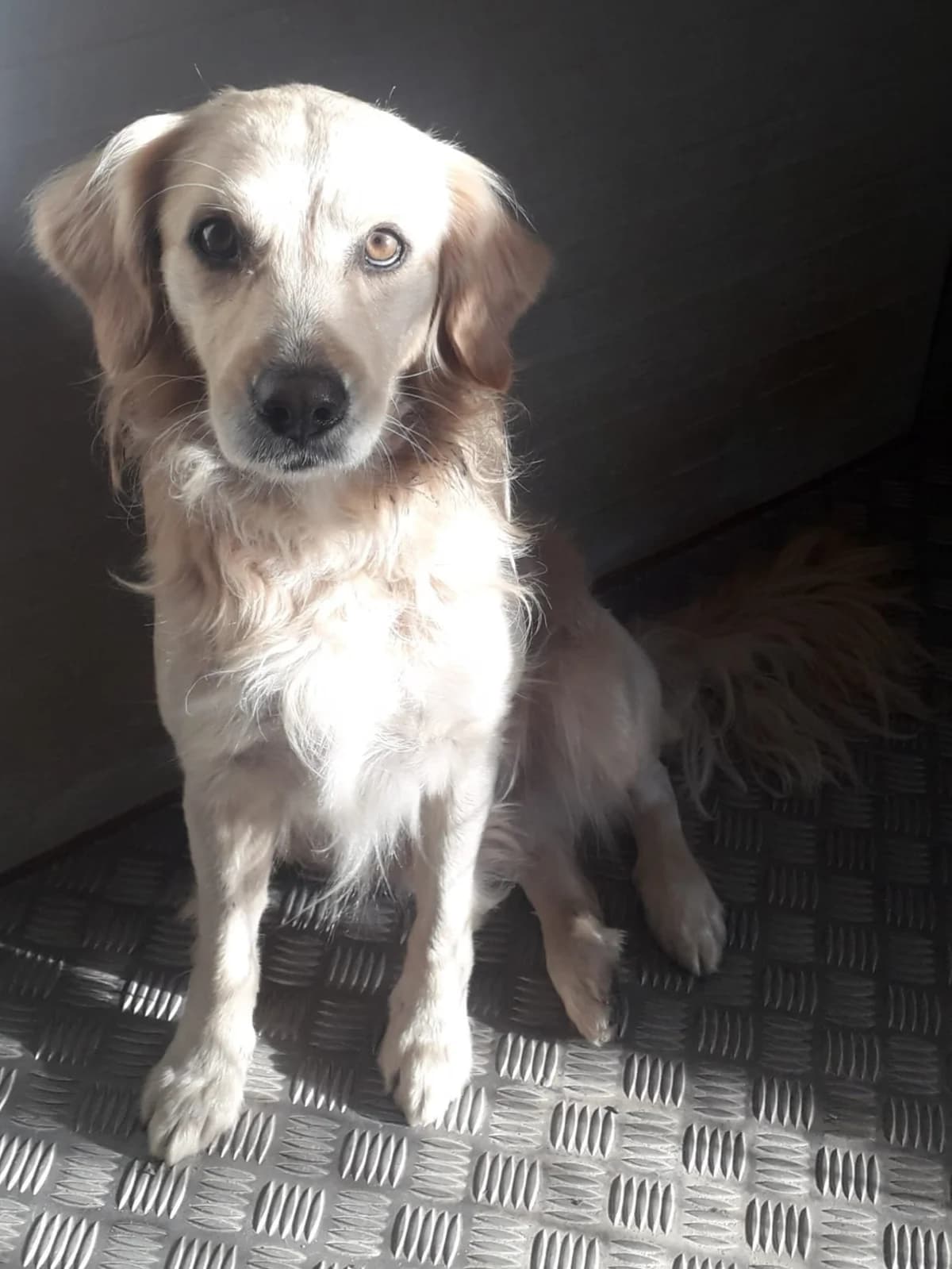 Bran, male Golden Retriever for adoption at Hundehilfe Motril, Hundehilfe Motril photo 6