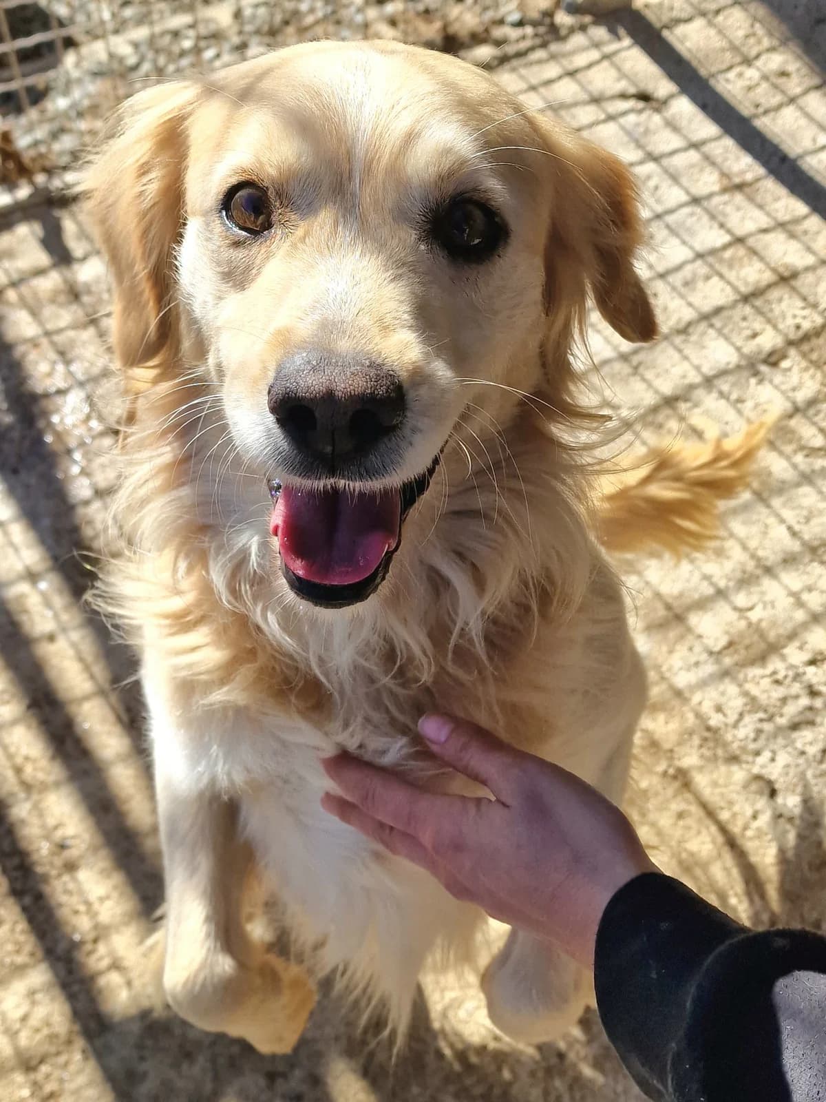 Bran, male Golden Retriever for adoption at Hundehilfe Motril, Hundehilfe Motril photo 7