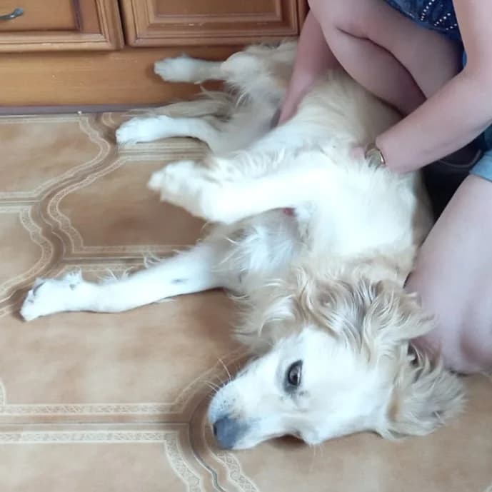 Bran, male Golden Retriever for adoption at Hundehilfe Motril, Hundehilfe Motril photo 8