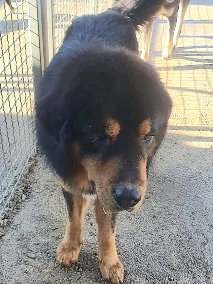 Buck, male Mixed Breed for adoption at Hundehilfe Motril, St. Gallen